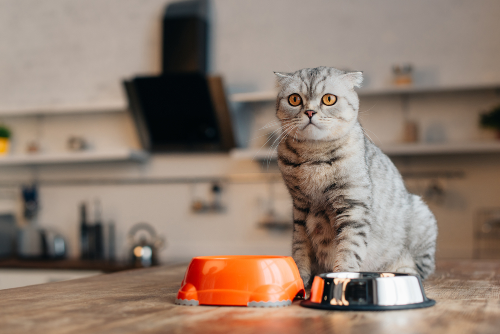 Kissojen ruokavalion muuttaminen: Mitä pitäisi ottaa huomioon?
