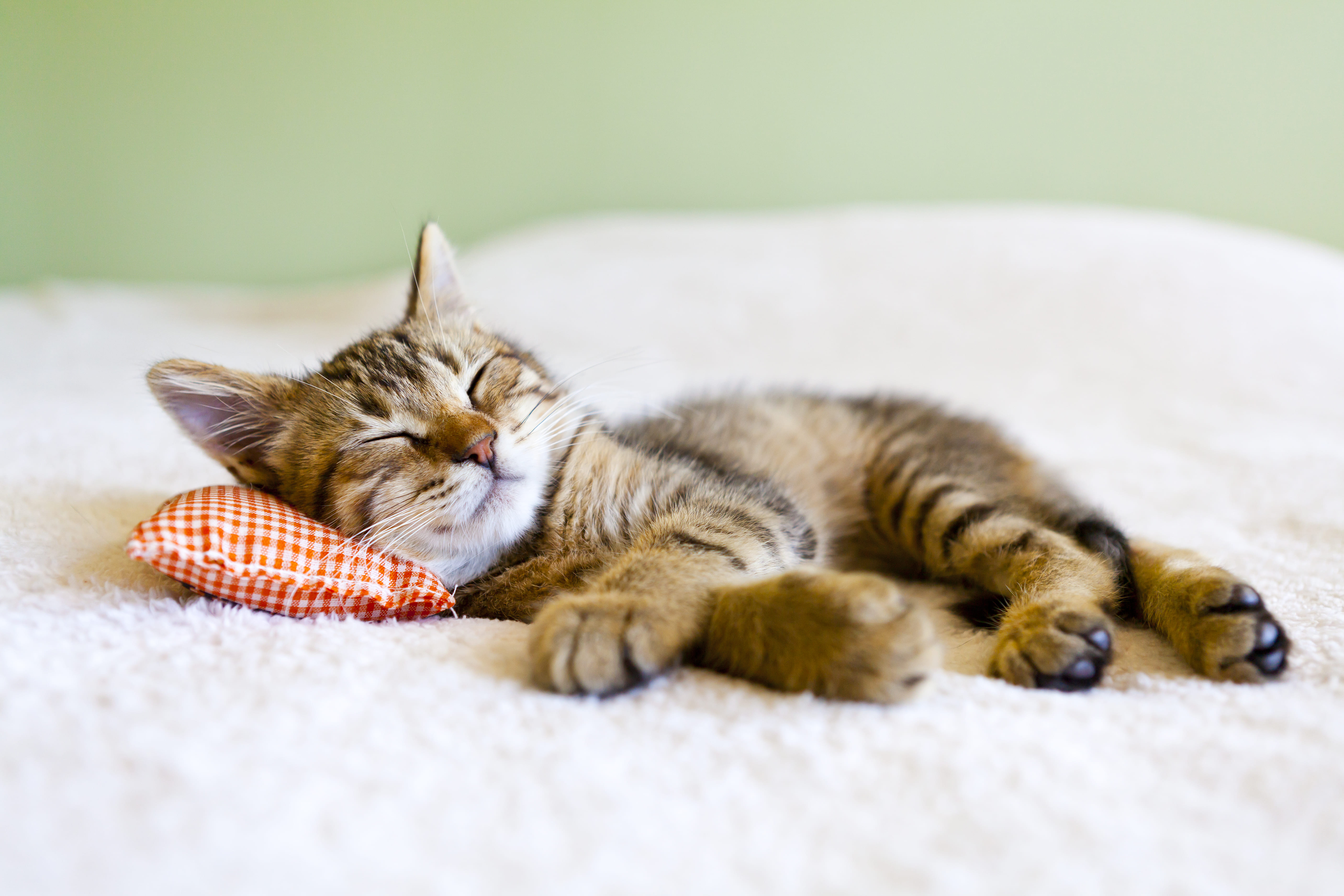 Kissojen nukkumisasennot: Mitä ne kertovat hyvinvoinnista?