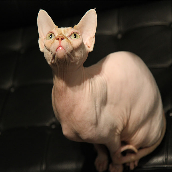 Elegantní záhada: odhalení tajemství kočky Don Sphynx
