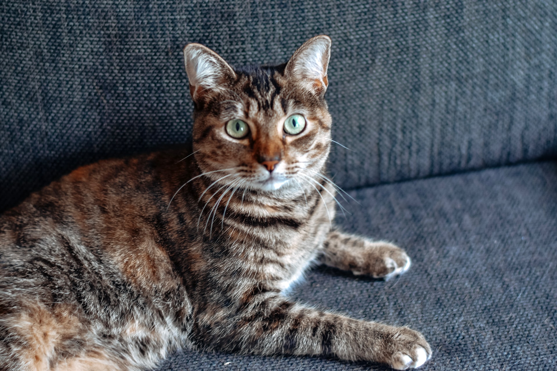MCH en gatos: Causas, síntomas y tratamiento