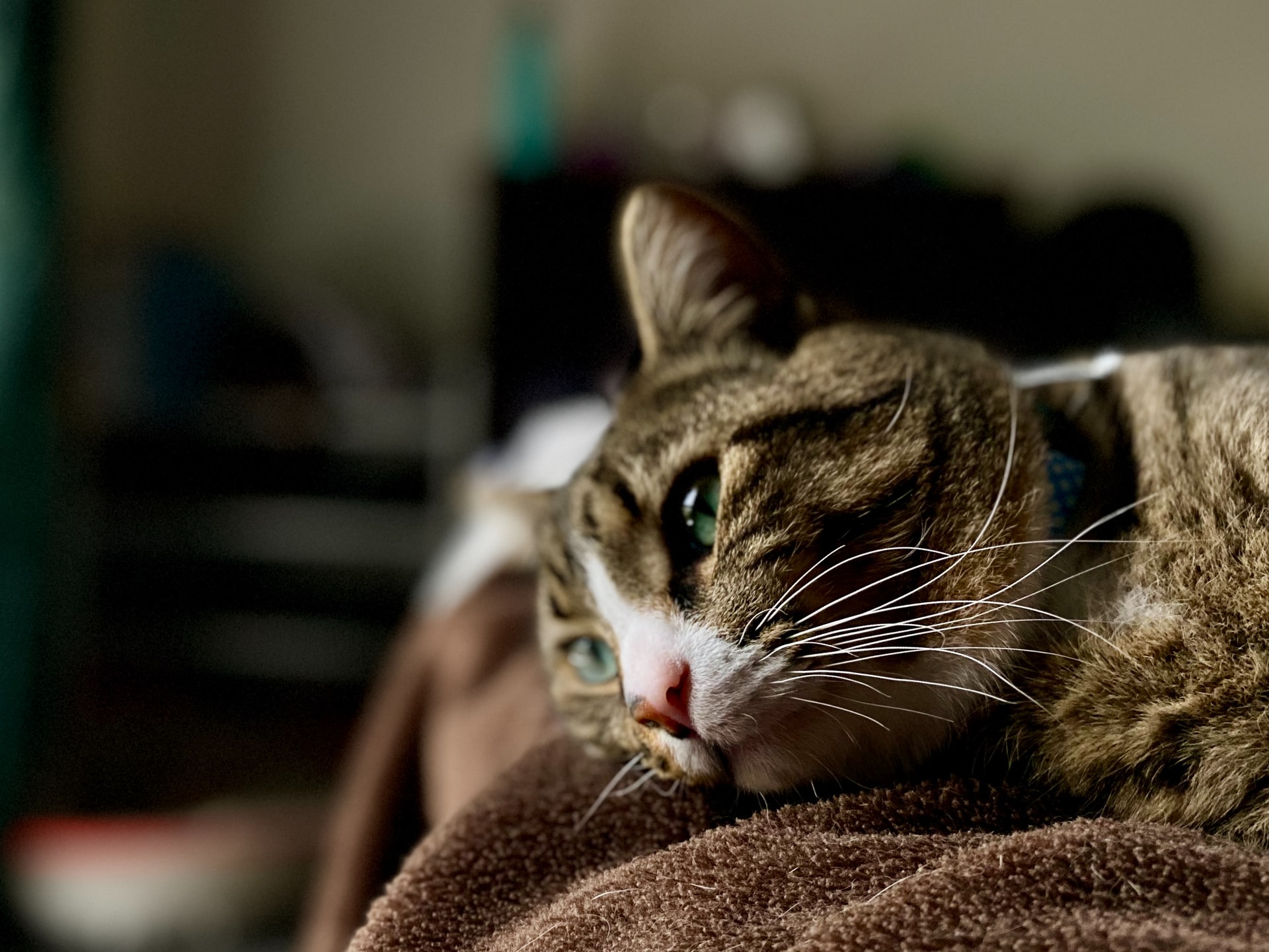 Katzen mit Ataxie: das müssen Katzenhalter wissen