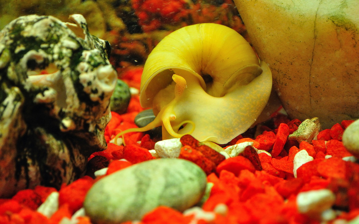 Snegle i akvariet: Velkomne berigelse eller irriterende skadedyr?
