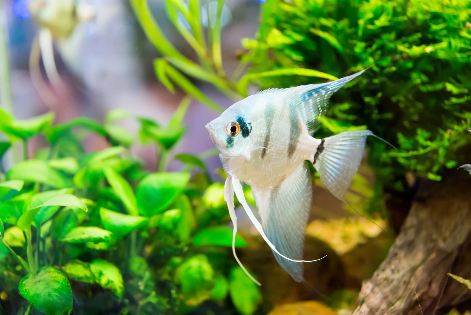What needs do fish have? A friendly insight into aquaristics