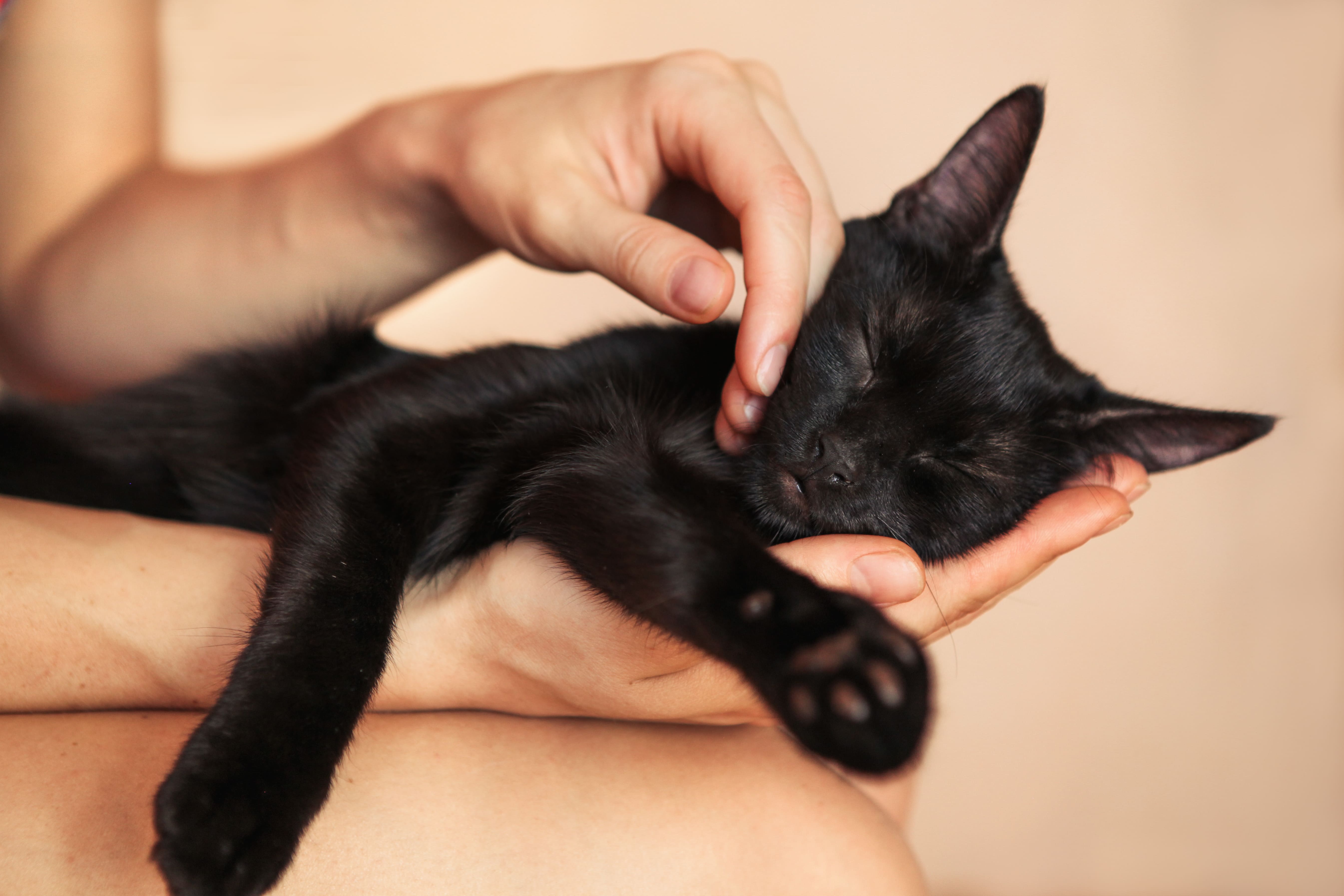 Rakkauden todisteet: Miten kissat osoittavat meille rakkautensa?