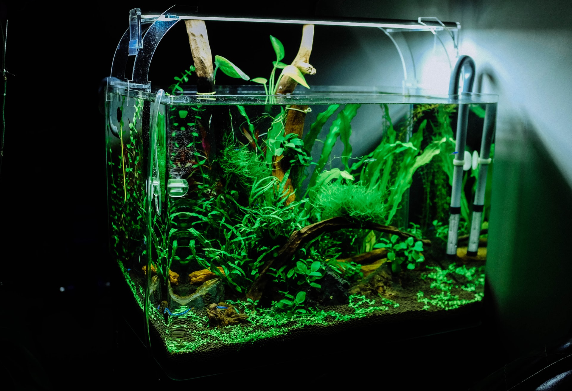 Aquarium plants: indispensable for near-natural keeping conditions