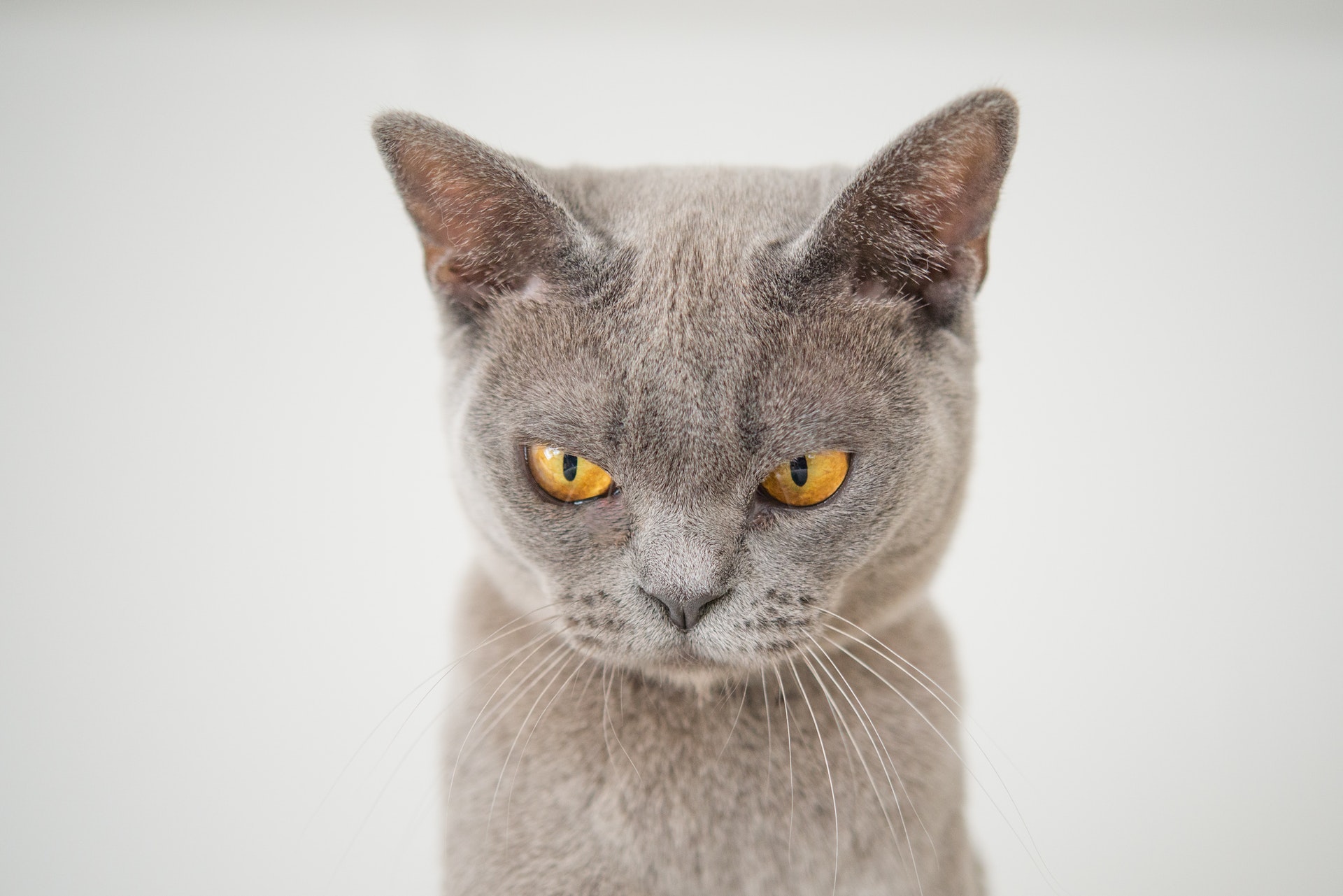 Blut im Stuhl bei Katzen: mögliche Ursachen und Tipps