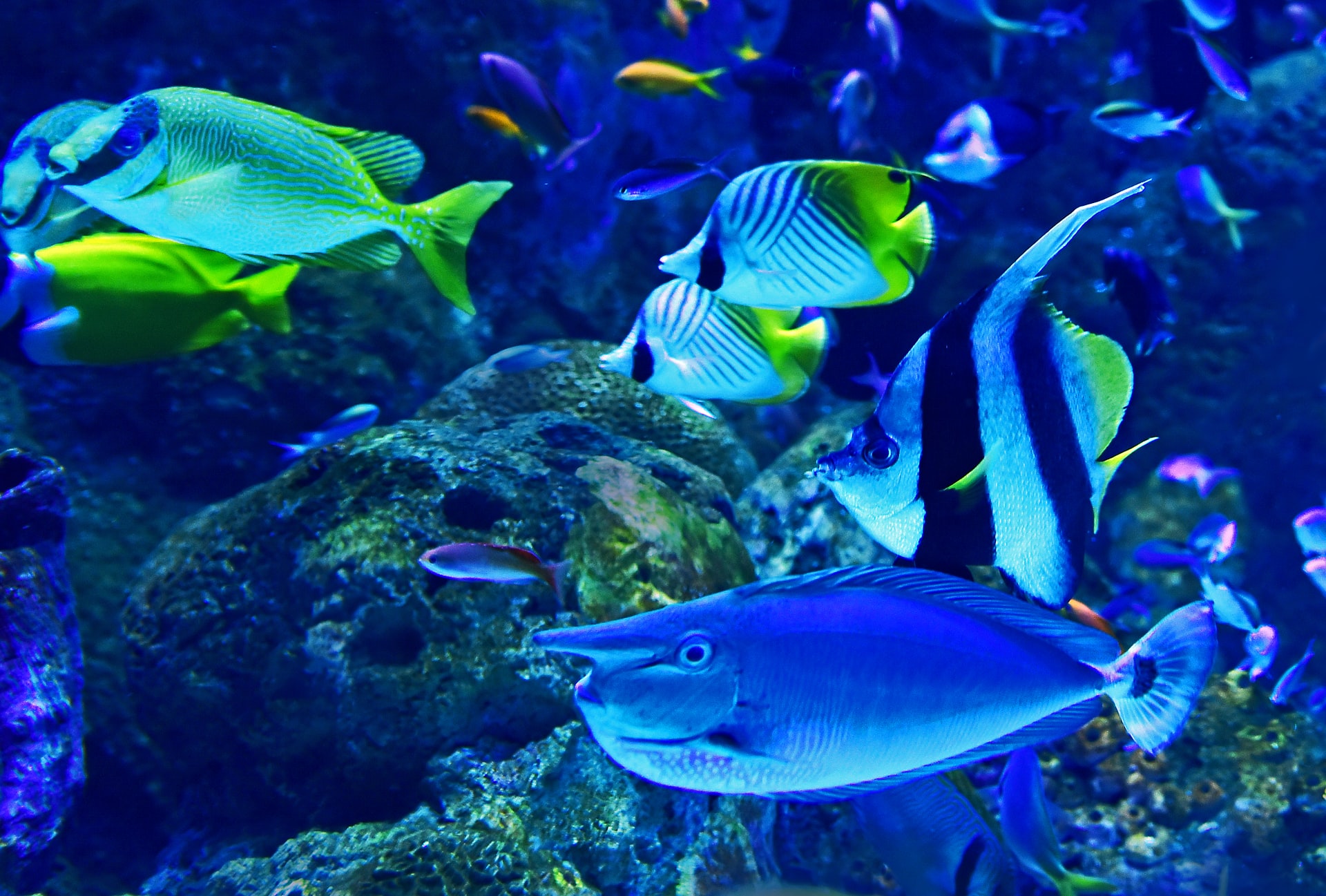 Jak rozpoznat a předejít rybím nemocem u akvarijních ryb