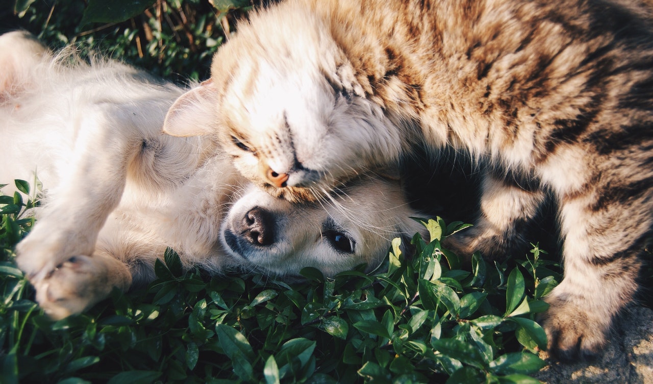 Dog and cat: tips for a successful reunion 