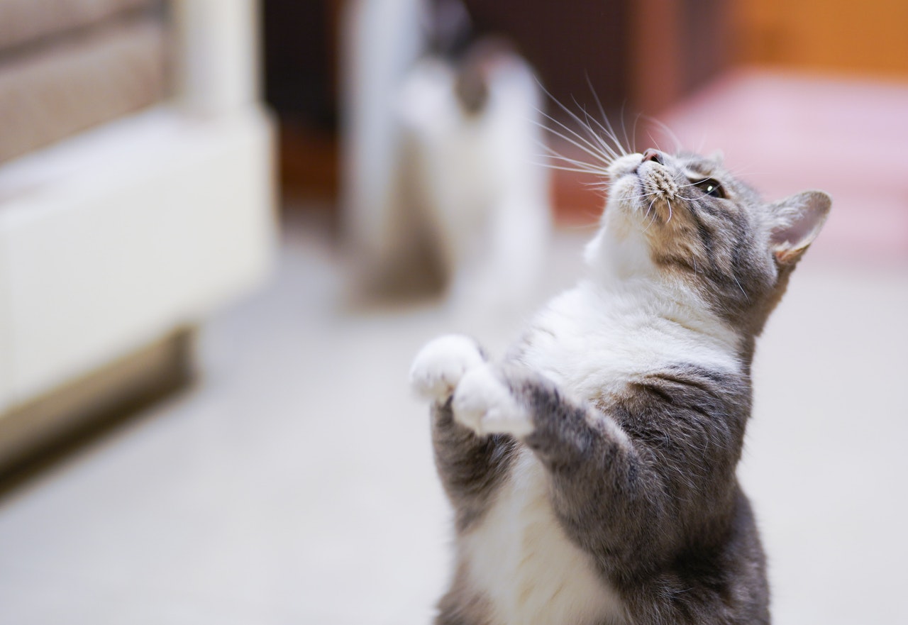 Keeping your cat busy: how to bring variety into your cat's everyday life