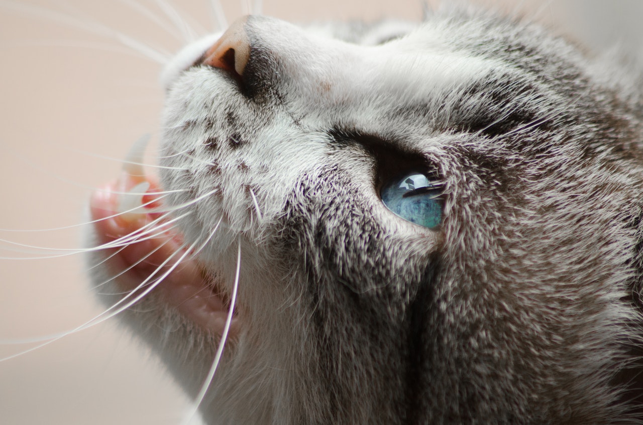 Your cat meows: that's what the four-legged friend wants to tell you