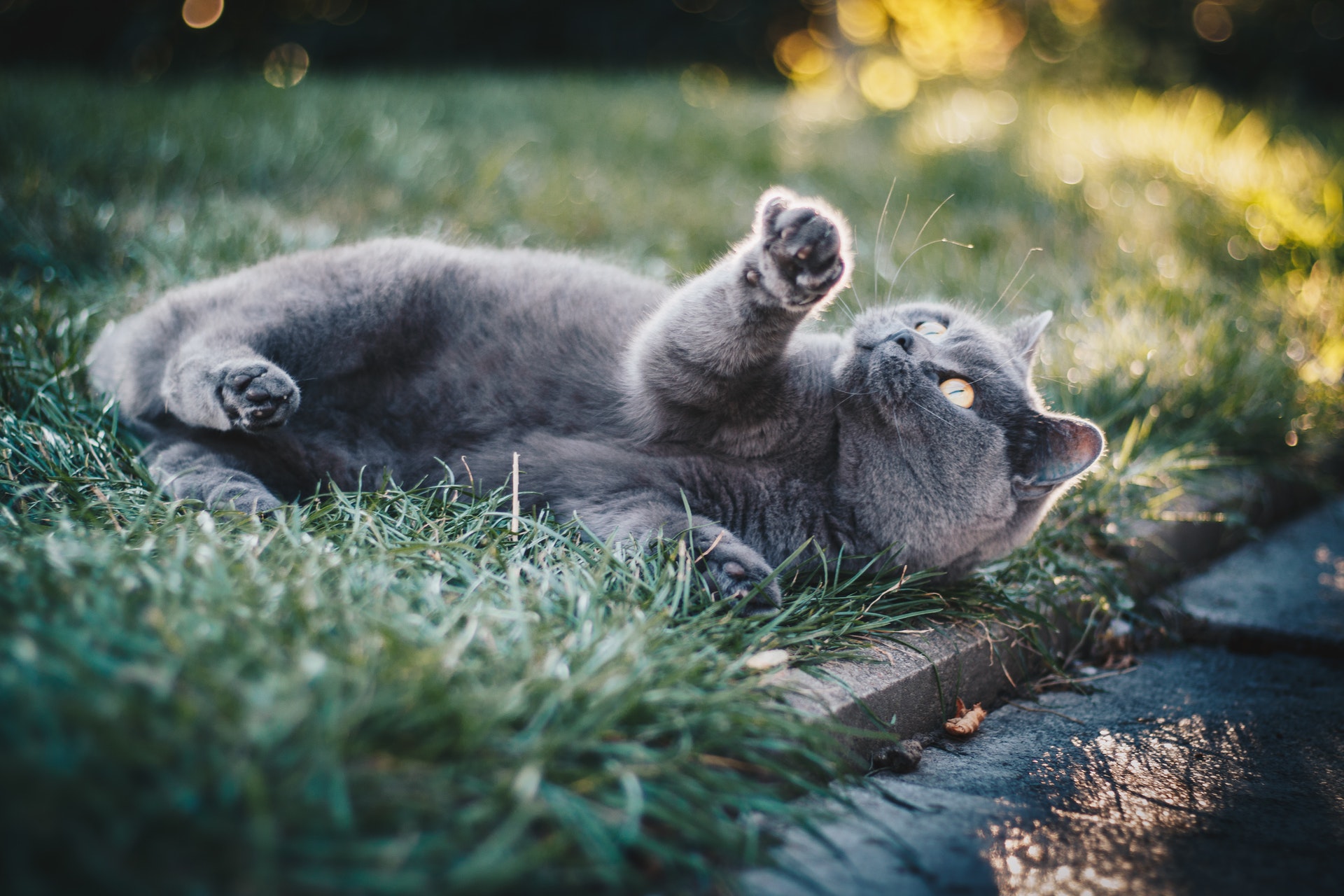 Hierba para gatos: por qué los gatos comen hierba