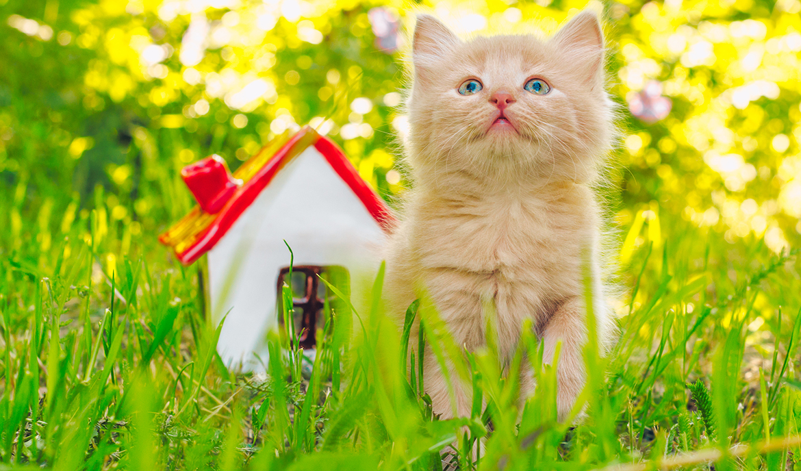 Výchova koťat v domácnosti: Jaký je nejlepší způsob?