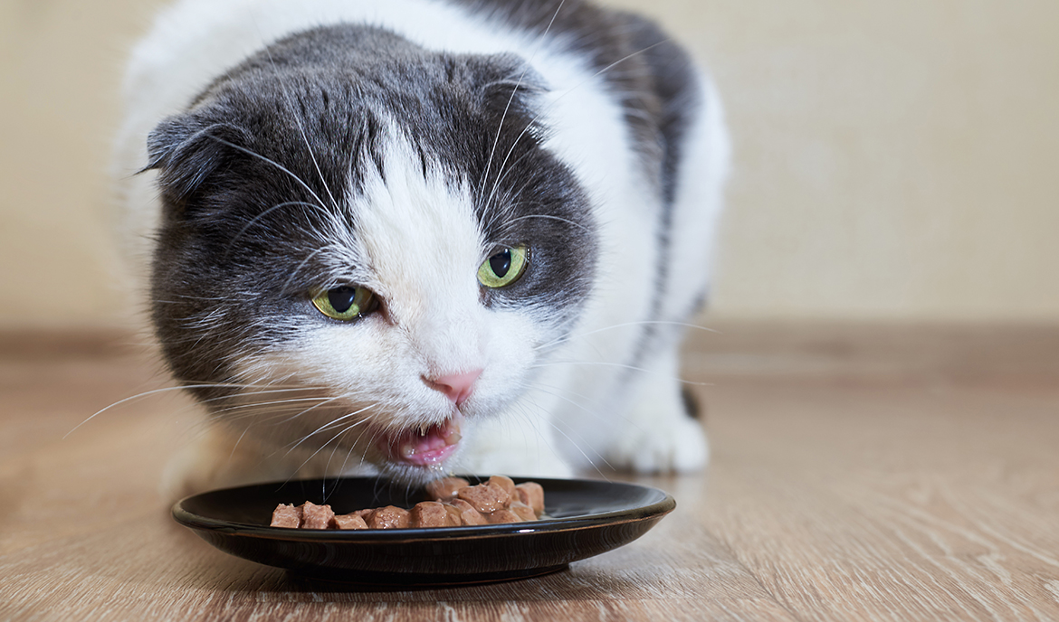 Moje kočka nechce jíst mokré krmivo: je to problém?
