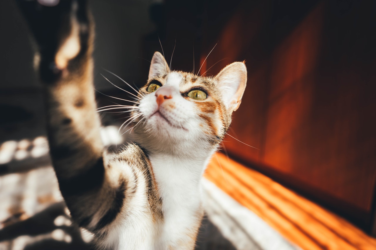 Tüzelő macska: ezt kell tudniuk a macska tulajdonosoknak