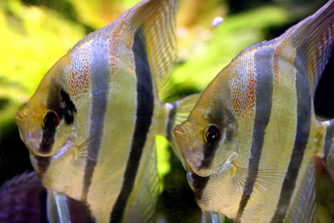 Angelfish: everything you need to know about keeping and food