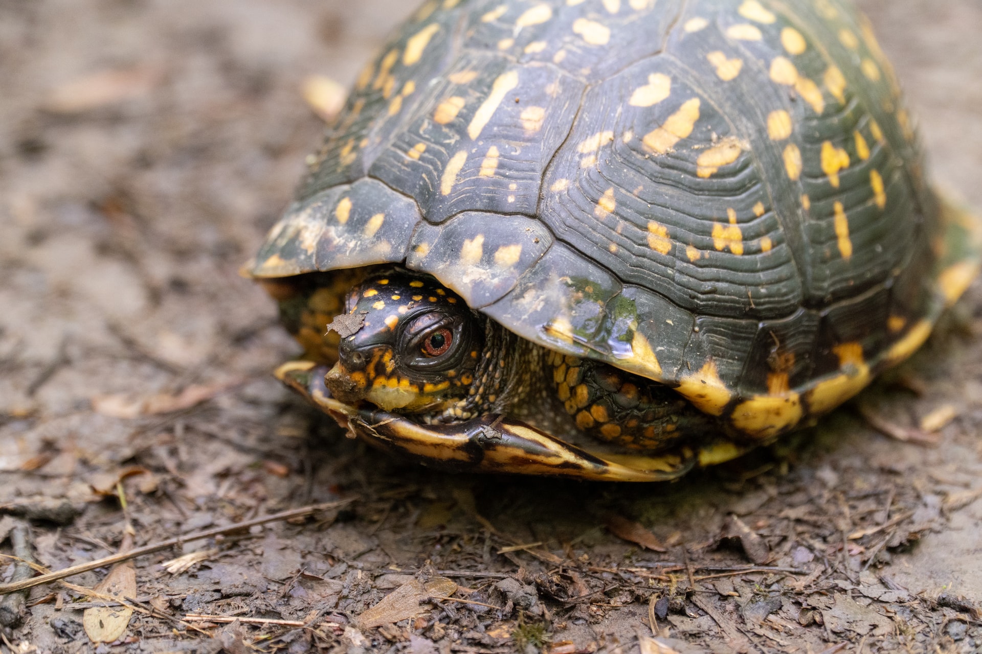 Winterschlaf: Schildkröten richtig überwintern