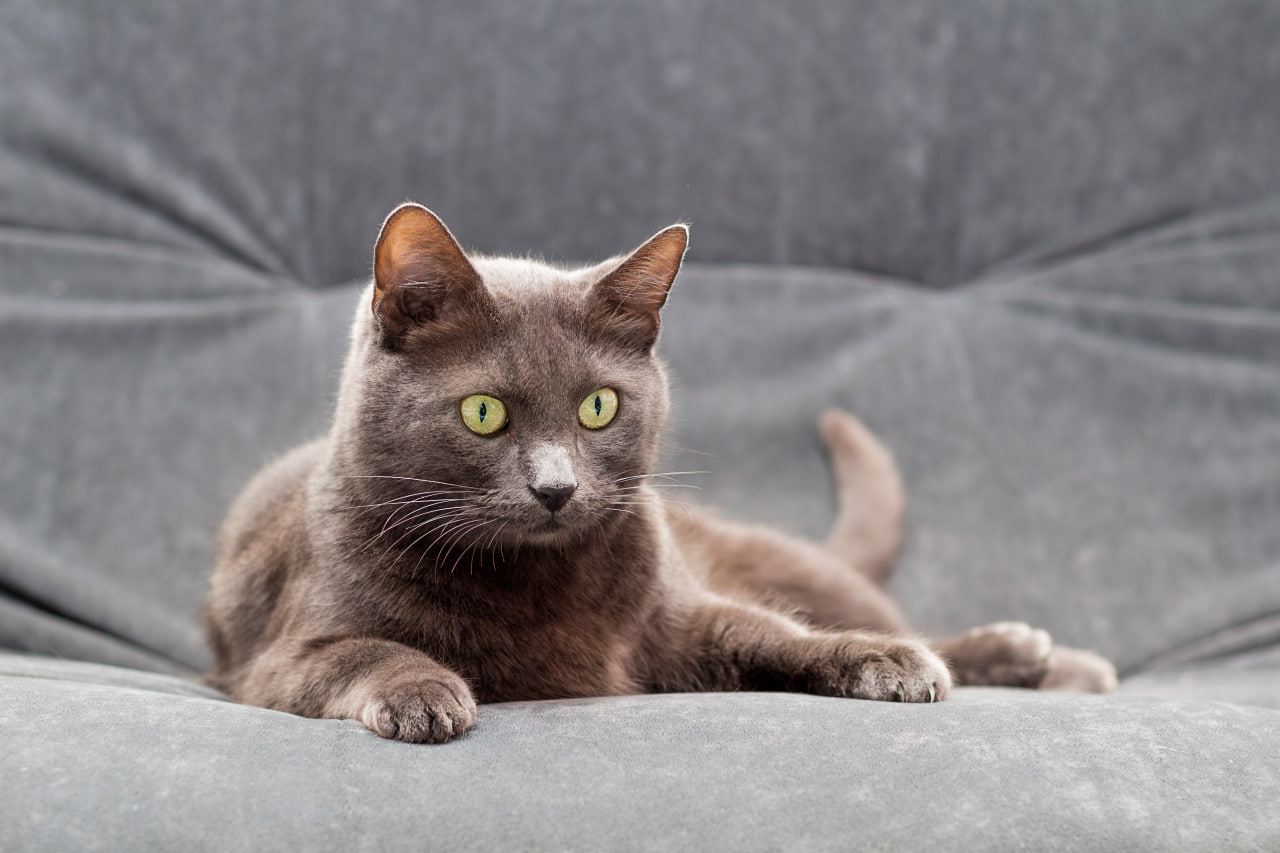 Borrelioosi kissoilla: Lymphic Lymphic-tauti: Opas riskeistä ja suojautumisesta