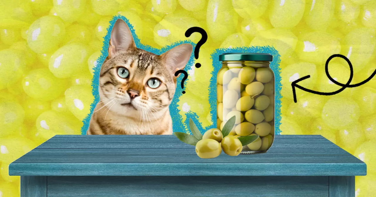 Kunnen katten olijven eten?