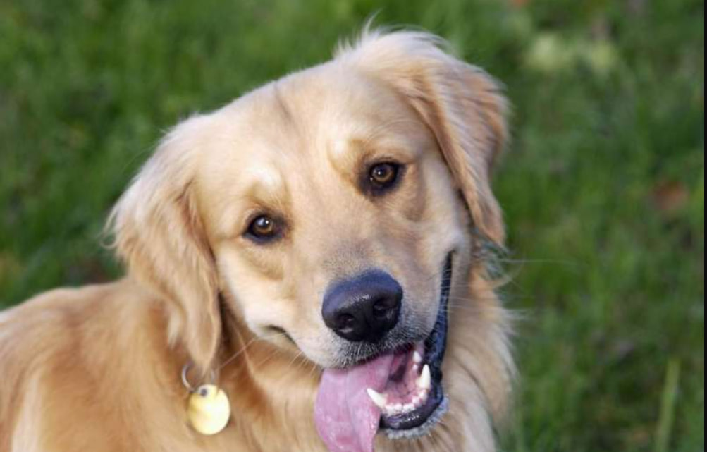 Aspectos básicos de la salud dental: la diferencia entre placa dental y sarro en los perros
