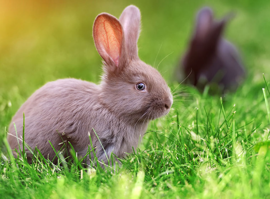 Giardien bei Kaninchen: Eine weniger bekannte Bedrohung
