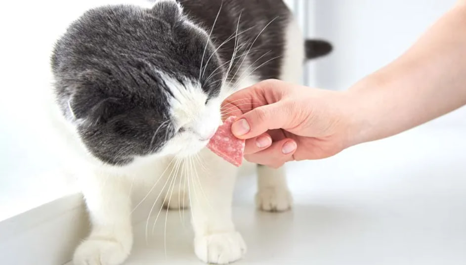 Kan katter spise salami?